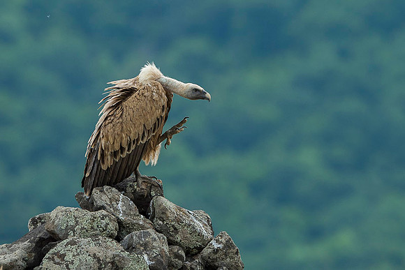 Griffon Vulture / Sęp płowy