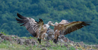 Griffon Vulture / Sęp płowy