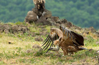 Griffon Vulture / Sęp płowy