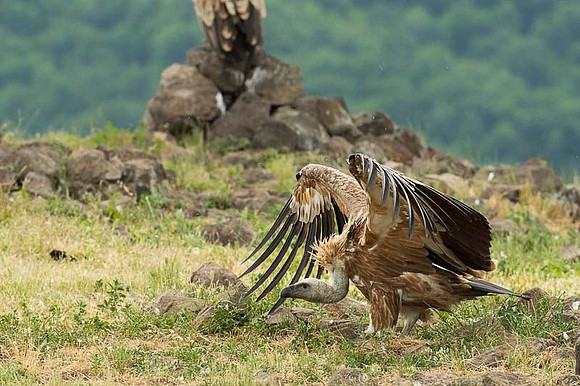 Griffon Vulture / Sęp płowy