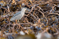 Black-crowned night heron