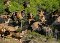 Griffon Vulture / Sęp płowy