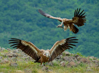 Griffon Vulture / Sęp płowy