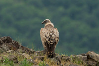 Griffon Vulture / Sęp płowy