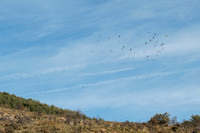 Griffon Vulture / Sęp płowy
