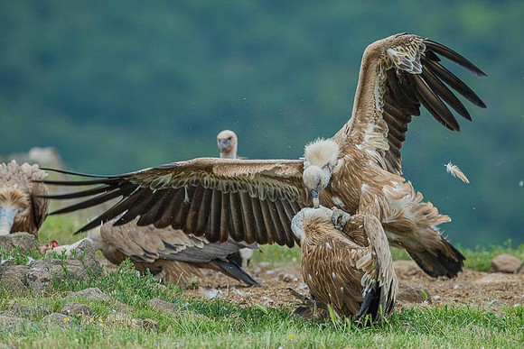 Griffon Vulture / Sęp płowy