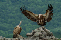 Griffon Vulture / Sęp płowy