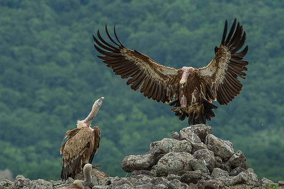 Griffon Vulture / Sęp płowy