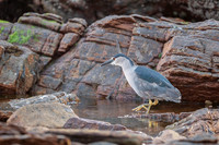 Black-crowned night heron