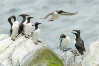 Common Guilemot / Nurzyk