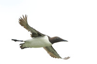 Common Guilemot / Nurzyk