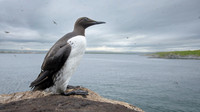 Common Guilemot / Nurzyk