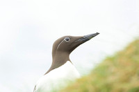 Common Guilemot / Nurzyk