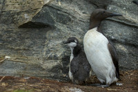 Common Guilemot / Nurzyk