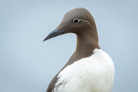 Common Guilemot / Nurzyk