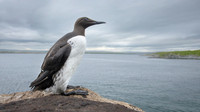 Common Guilemot / Nurzyk
