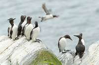 Common Guilemot / Nurzyk
