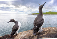 Common Guilemot / Nurzyk