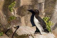 Common Guilemot / Nurzyk