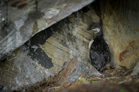 Common Guilemot / Nurzyk