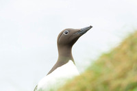 Common Guilemot / Nurzyk