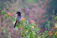 Red vented bulbul