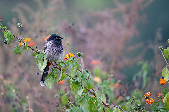 Red vented bulbul