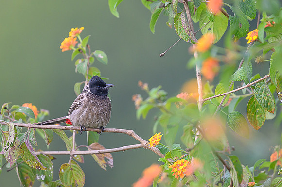 Red vented bulbul