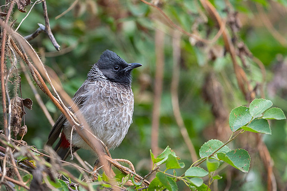 Red vented bulbul