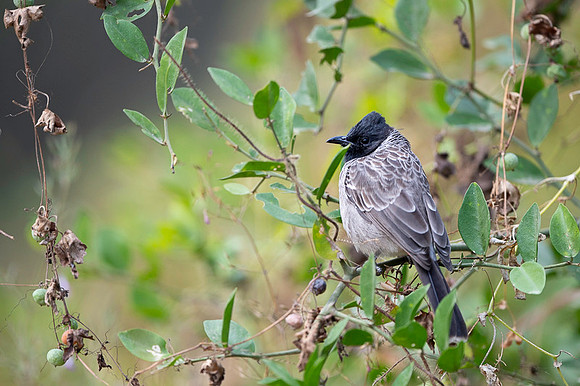 Red vented bulbul