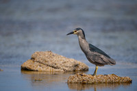 Black-crowned night heron