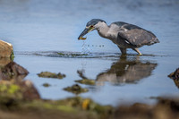 Black-crowned night heron