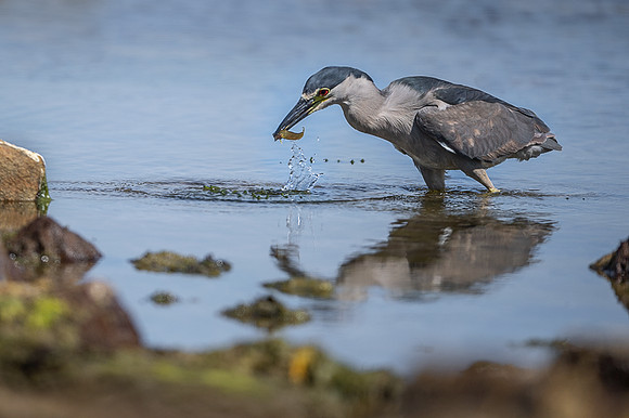 Black-crowned night heron