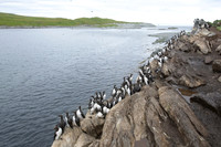 Common Guilemot / Nurzyk