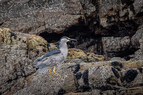 Black-crowned night heron
