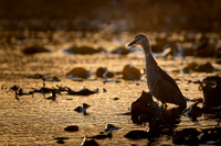 Black-crowned night heron