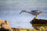 Black-crowned night heron