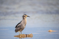 Black-crowned night heron
