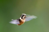 Purple throated woodstar