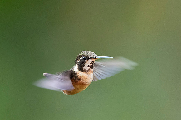 Purple throated woodstar