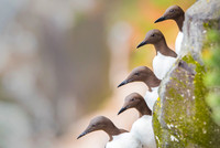 Common Guilemot / Nurzyk