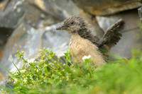Common Guilemot / Nurzyk