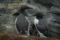 Common Guilemot / Nurzyk