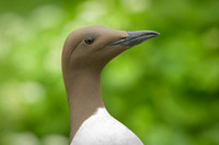 Common Guilemot / Nurzyk