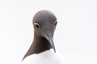 Common Guilemot / Nurzyk