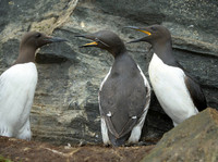 Common Guilemot / Nurzyk