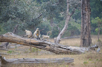 Common Langur