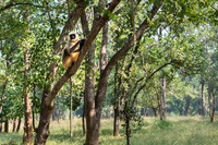 Common Langur