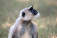 Common Langur