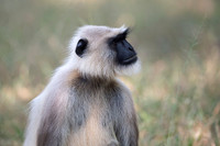 Common Langur